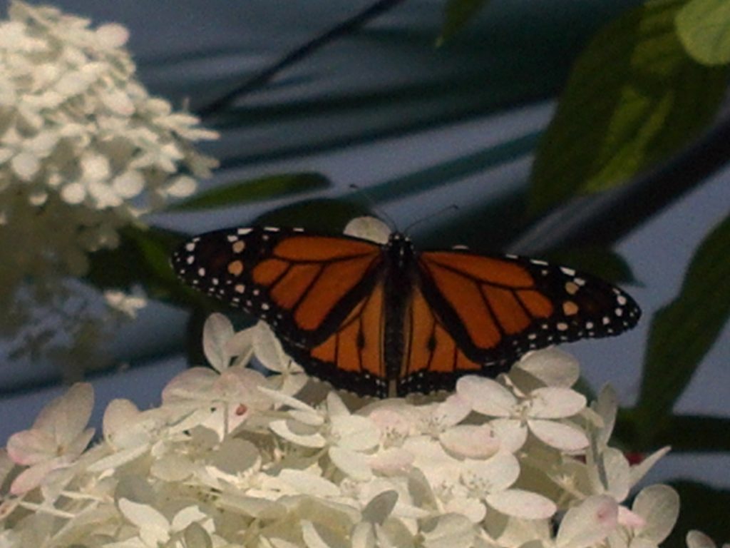 2013 08 17 beautiful butterfly at columbian zoo